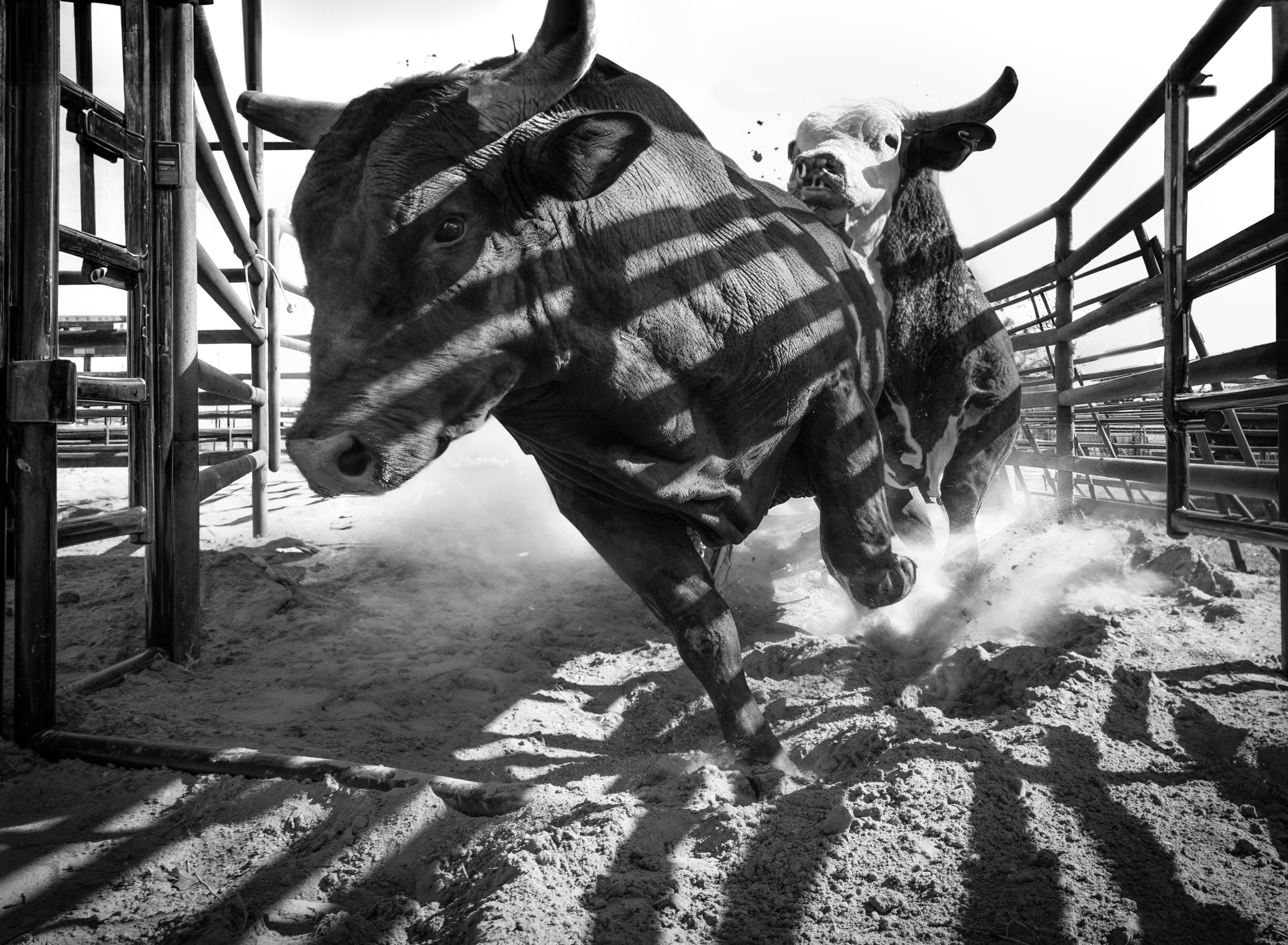 John Crimber and the Brazilian Bullriders