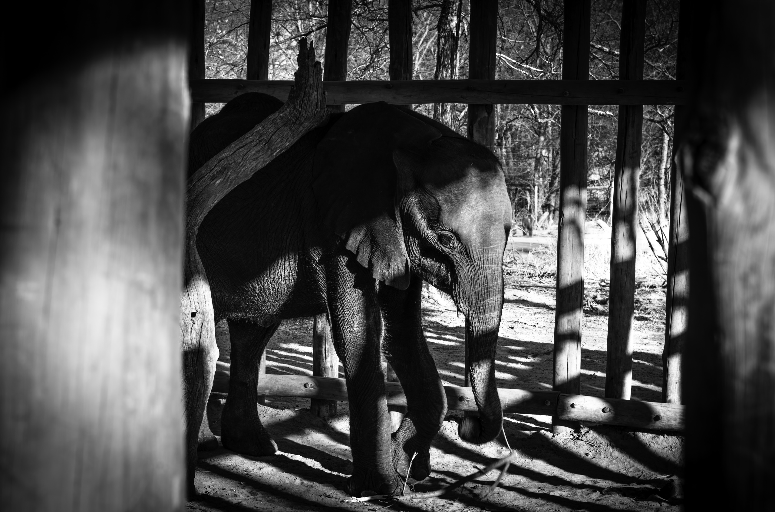 Elephant Havens, Botswana
