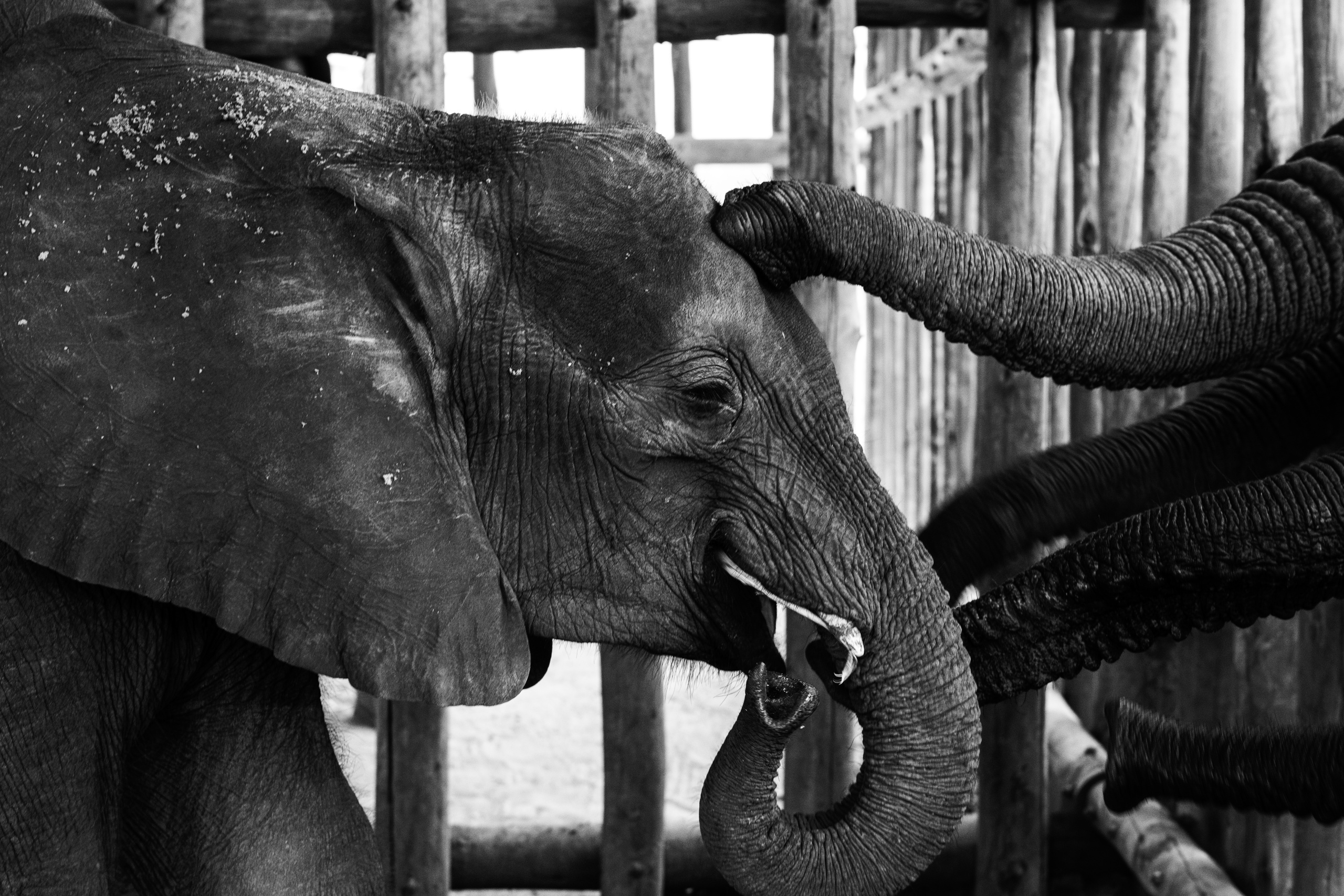 Elephant Havens, Botswana