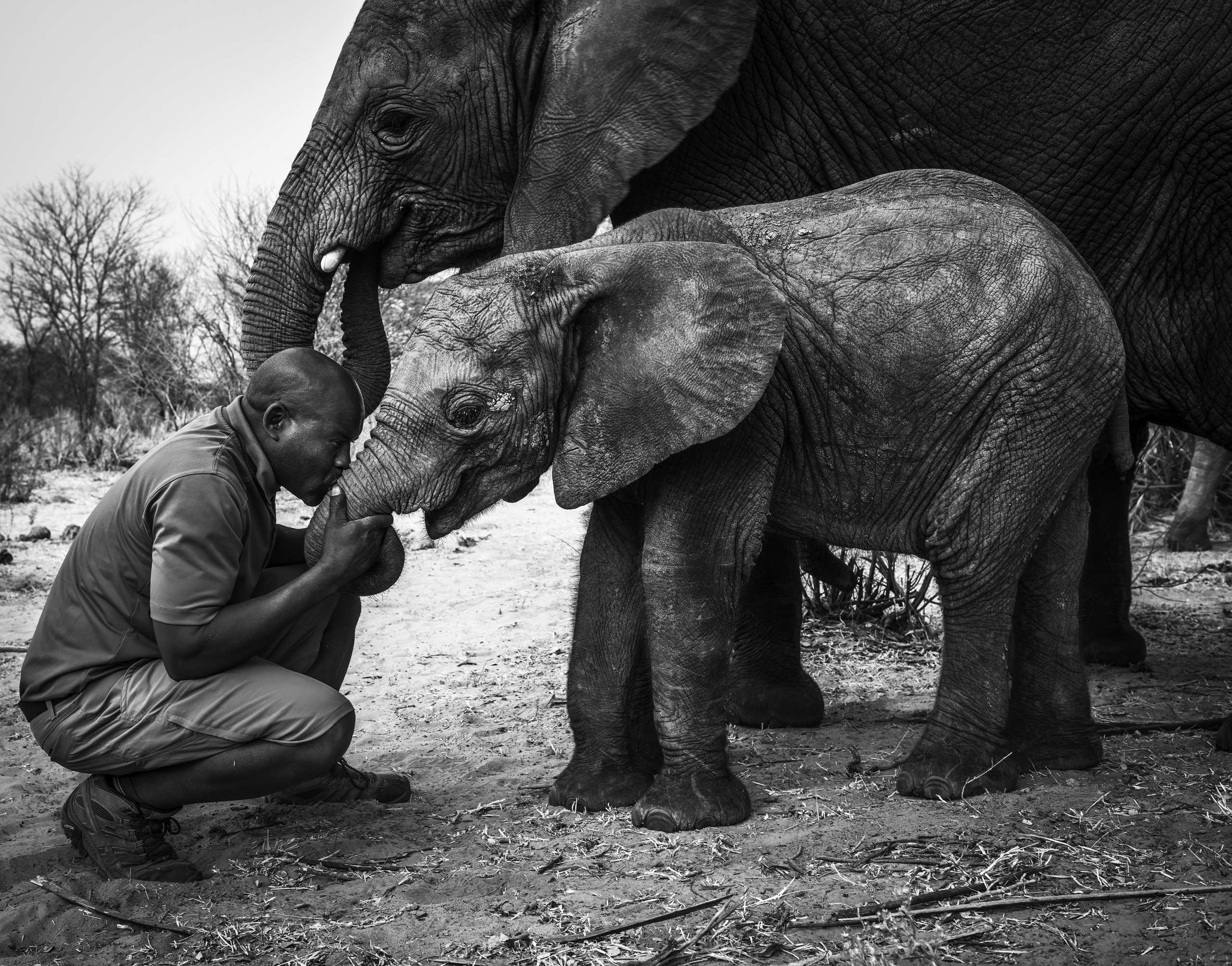 Elephant Havens, Botswana