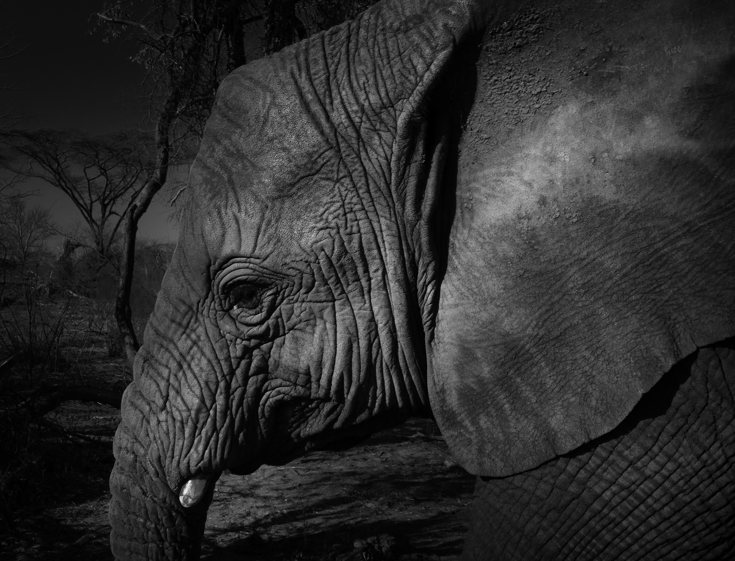 Elephant Havens, Botswana