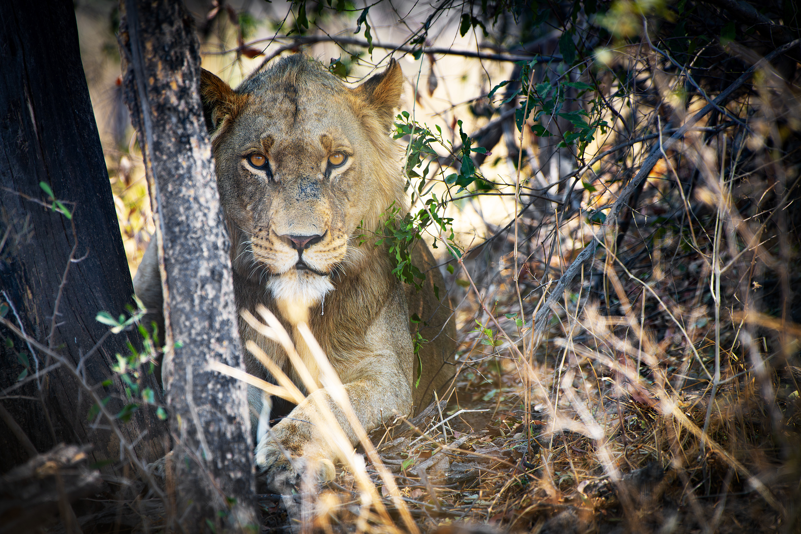 Elephant Havens, Botswana