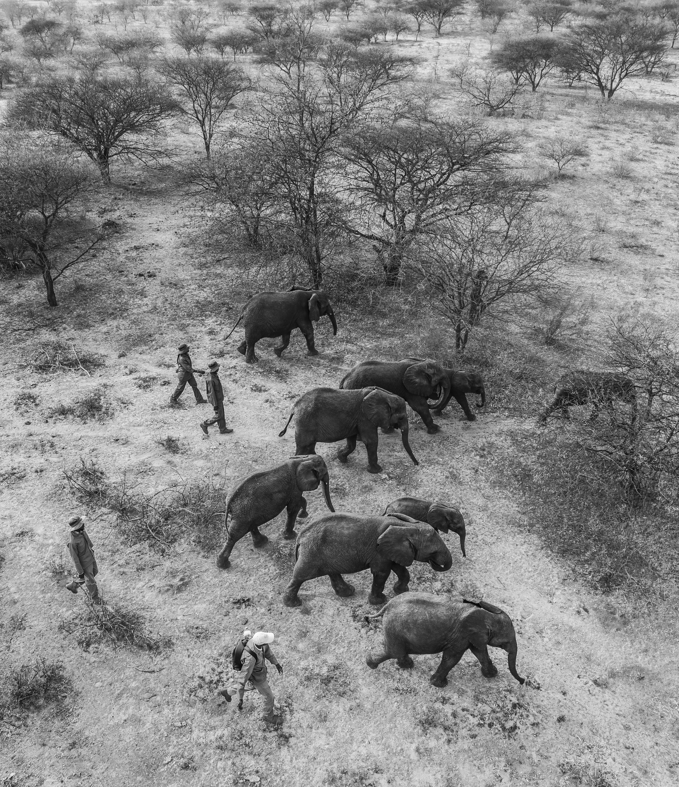 Elephant Havens, Botswana