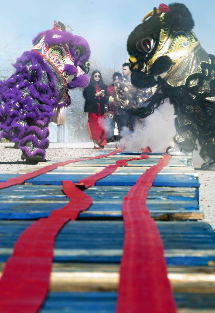 Lions approach long rows of firecrackers.